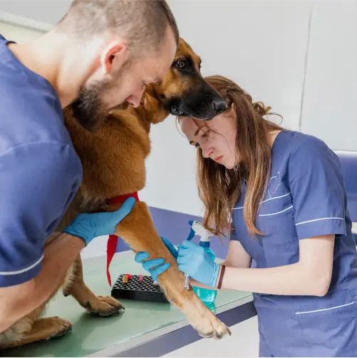 Patologias Veterinárias
